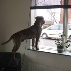 Amerikansk staffordshire terrier laban