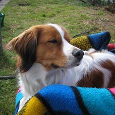 Kooikerhondje Høgedals Alfie