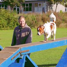 Kooikerhondje Høgedals Alfie