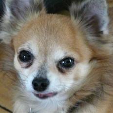 Chihuahua Choko - R.I.P.