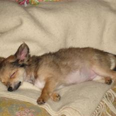 Chihuahua Choko - R.I.P.