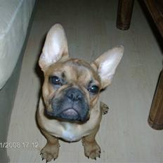 Fransk bulldog Skrubbe