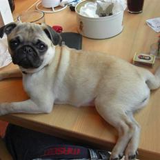 Mops Pixie *søster's*