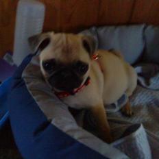 Mops Pixie *søster's*