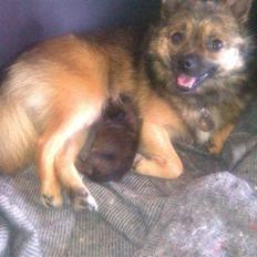 Blanding af racer Perle