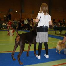 Dobermann Arwen (Luna)