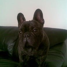Fransk bulldog Sabo