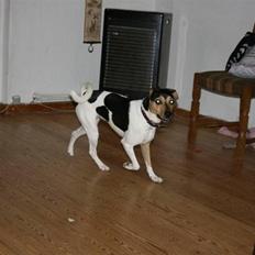 Dansk svensk gaardhund Bonzo