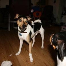 Dansk svensk gaardhund Bonzo