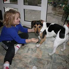 Dansk svensk gaardhund Bonzo