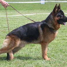 Schæferhund Aldum Amadeus