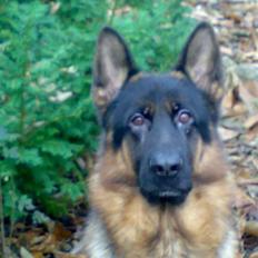 Schæferhund Aldum Amadeus