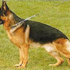 Schæferhund Aldum Amadeus