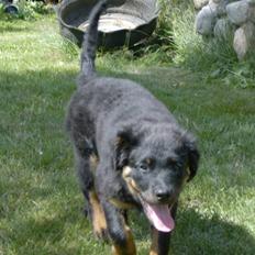 Rottweiler Berta