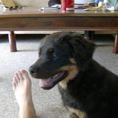 Rottweiler Berta