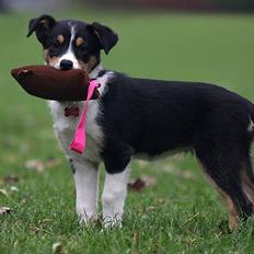 Border collie Tess