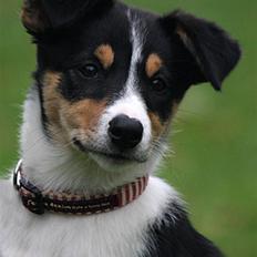 Border collie Tess