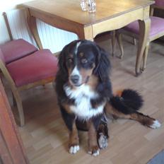 Berner sennenhund Astor