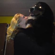 Berner sennenhund Astor