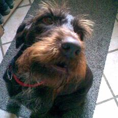 Ruhåret hønsehund Bounty