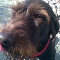 Ruhåret hønsehund Bounty