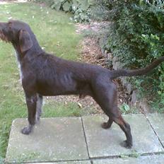 Ruhåret hønsehund Bounty