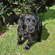 Labrador retriever Dark moors Zaco