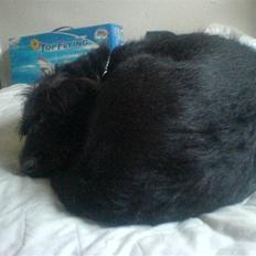 Ruhåret hønsehund Kia