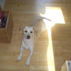 Blanding af racer Anna