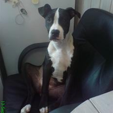 Amerikansk staffordshire terrier Vipz *RIP*