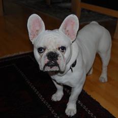 Fransk bulldog Holger