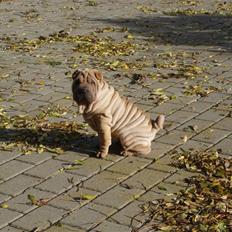Shar pei great-macks Toyna 