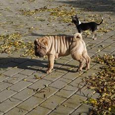 Shar pei great-macks Toyna 
