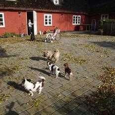 Shar pei great-macks Toyna 