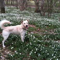 Blanding af racer Ramses