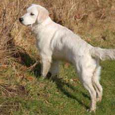 Golden retriever Taya