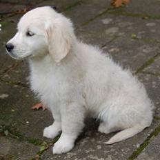 Golden retriever Taya