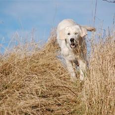 Golden retriever Taya