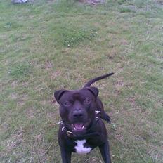 Amerikansk staffordshire terrier Briian =o)