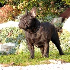 Fransk bulldog Kiss Bully Unity.