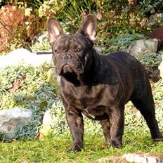 Fransk bulldog Kiss Bully Unity.