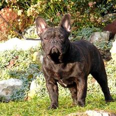 Fransk bulldog Kiss Bully Unity.