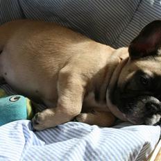 Fransk bulldog Elvis (HIMMELHUND)