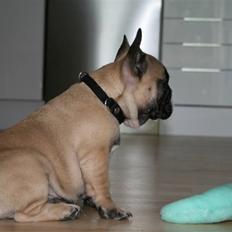 Fransk bulldog Elvis (HIMMELHUND)