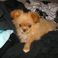 Blanding af racer Mollie