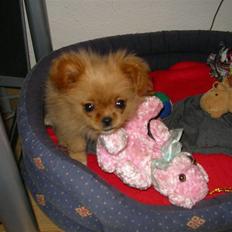 Blanding af racer Mollie