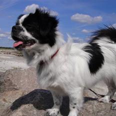 Tibetansk spaniel Tantra Tsamo von Sunnestä