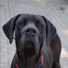 Grand danois Megamok