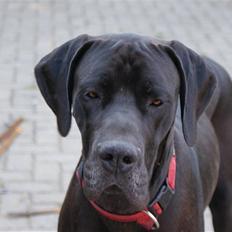 Grand danois Megamok