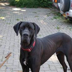 Grand danois Megamok